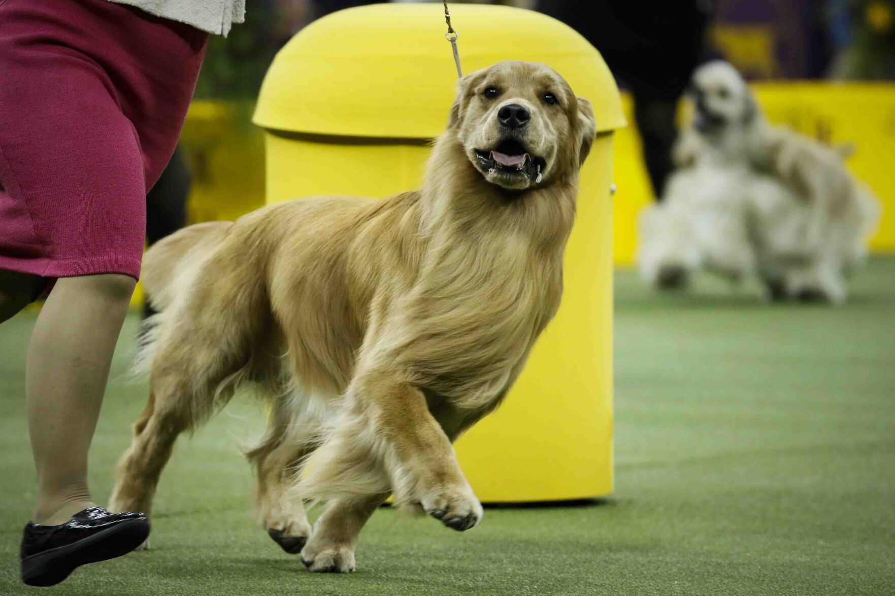 4. Golden retriever